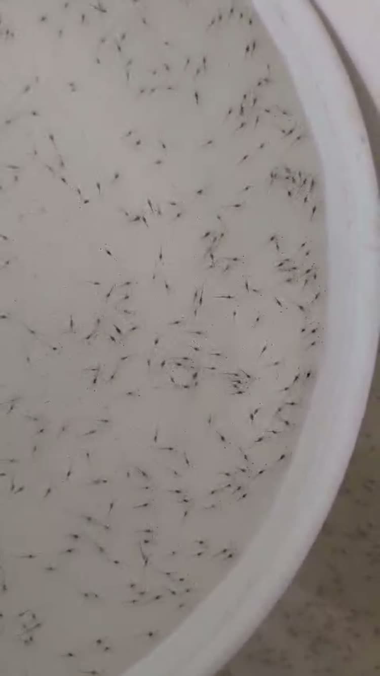 Vannamei shrimp post-larvae in a seed inspection bowl